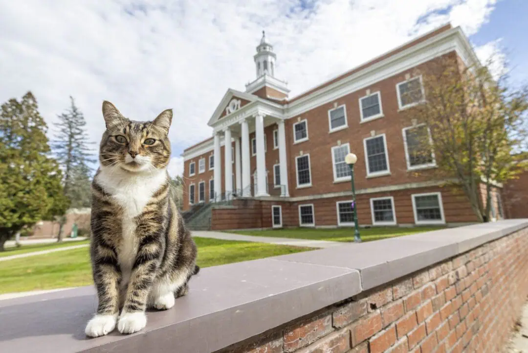 Max the cat stands in front of Woodruff Hall at Vermont State University's Castleton Campus. He's now a Doctor of 