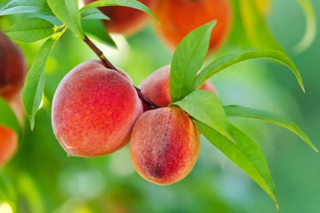 Pick the perfect peach! This guide covers everything from choosing peaches to storing and using them in delicious recipes. (Photo by Depositphotos via AP)