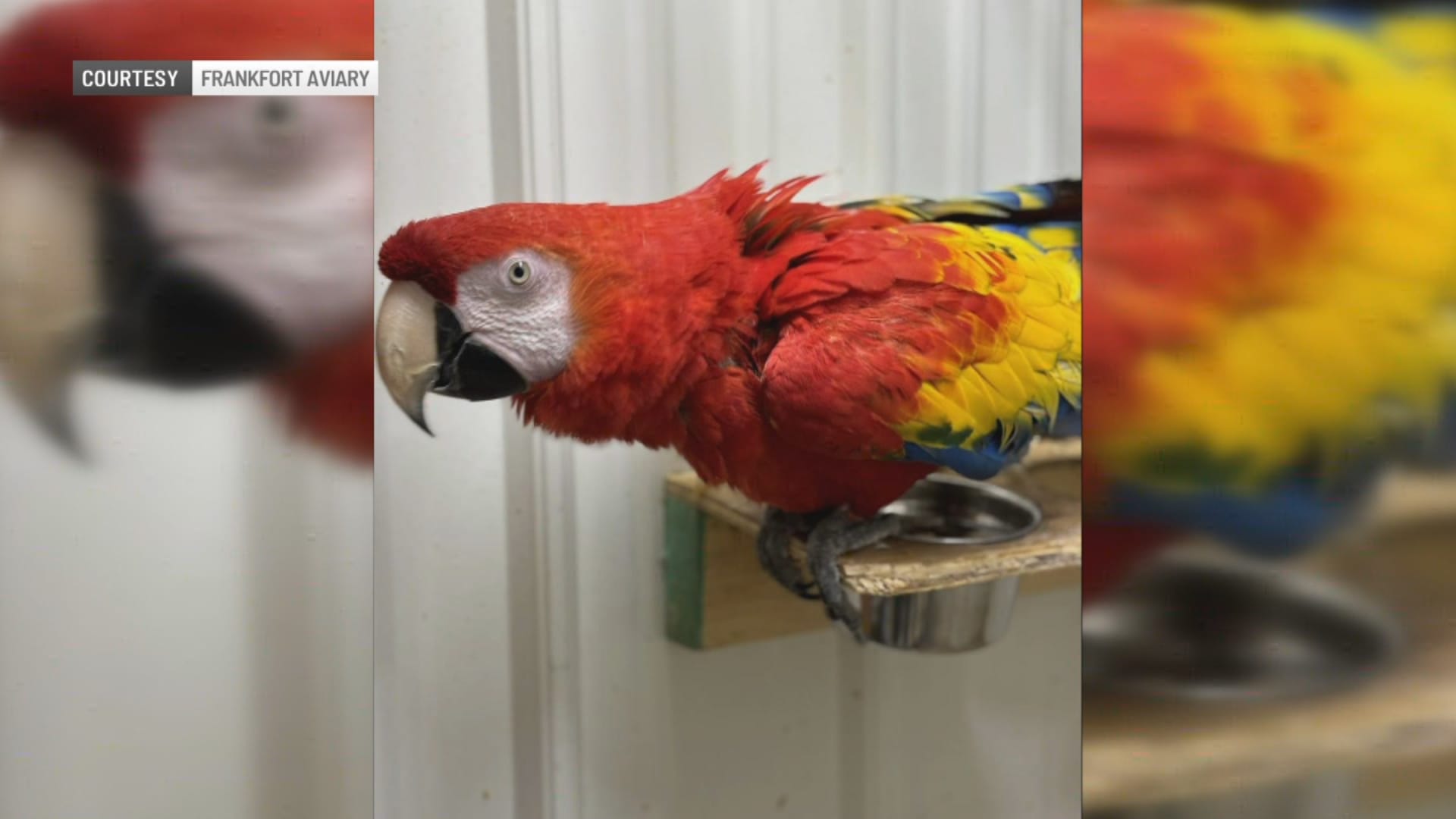 Birds worth $30,000 are stolen from central Indiana aviary
