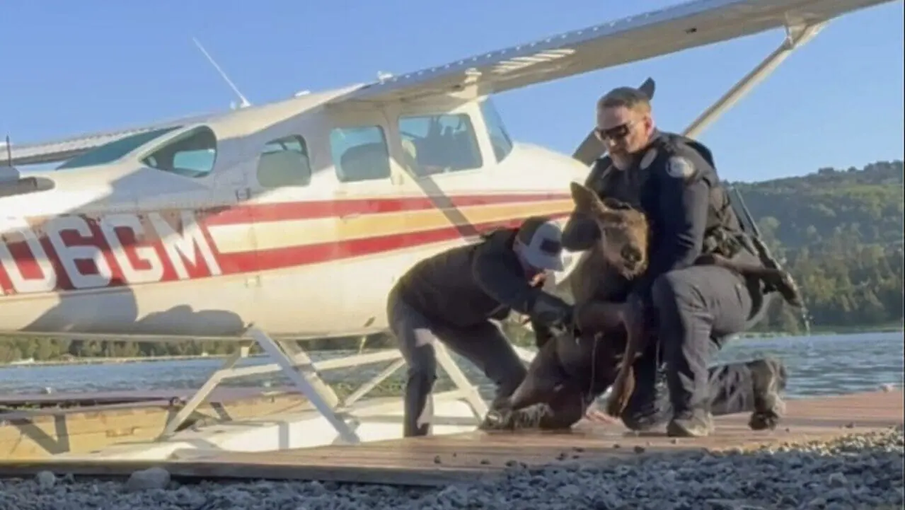 In this image taken from video provided by Spencer Warren, who works for a wilderness guiding service, he arrived about 6:30 a.m. Friday, June 14, 2024, to prepare the floatplane for a client’s trip when he discovered the calf trapped in Beluga Lake in Homer, Alaska. Warren and two police officers rescued the baby calf from what police described as “a sure demise” after it fell into a lake and got stuck in a narrow space between a floatplane and a dock.