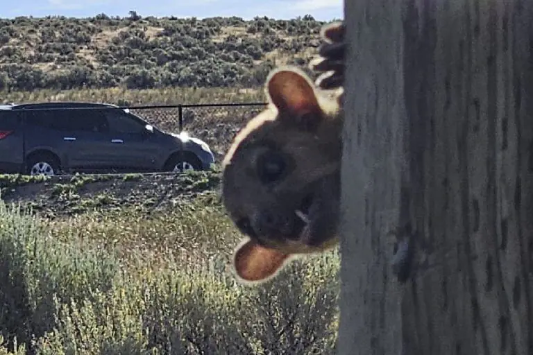 This image provided by the Washington Department of Transportation shows a kinkajou at the Selah Creek Rest Area Eastbound in Yakima County, Wash., Sunday, June 23, 2024. Kinkajous live in tropical rainforests from southern Mexico through Brazil, according to Point Defiance Zoo & Aquarium in Tacoma, where the one found in Washington was taken to live temporarily.