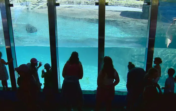 Walruses return to Indianapolis Zoo