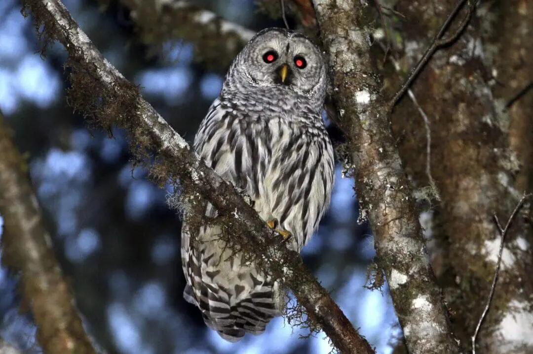 FILE - A female barred owl sits on a branch in the wooded hills, Dec. 13, 2017, outside Philomath, Ore. To save the imperiled spotted owl from potential extinction, U.S. wildlife officials are embracing a contentious plan to deploy trained shooters into dense West Coast forests to kill almost a half-million barred owls that are crowding out their smaller cousins. (AP Photo/Don Ryan, File)