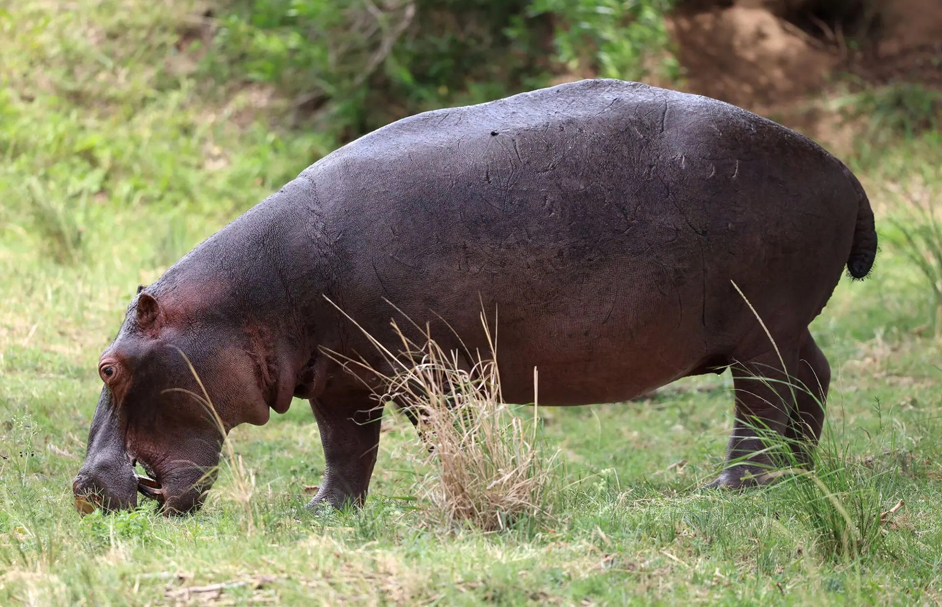 Researchers found that all four of a hippo's limbs leave the ground when they trot at high speeds. (Photo by Warren Little/Getty Images via CNN Newsource)