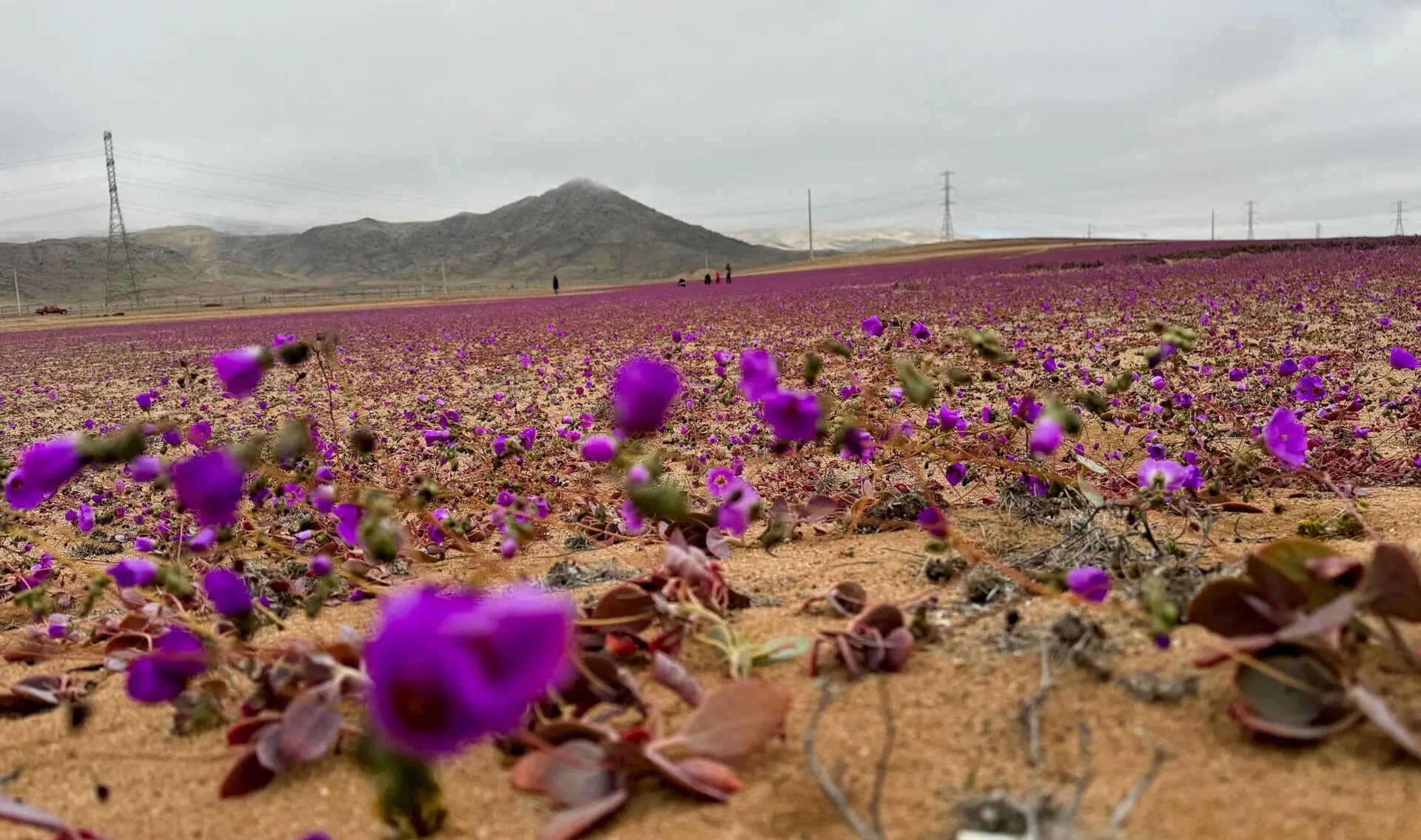 The Atacama desert during a natural phenomenon known as 'Desierto Florido' (flowering desert), which fills the driest desert in the world with flowers and plants, near Copiapo, Chile, July 6. (Photo by Rodrigo Gutierrez/Reuters via CNN Newsource)