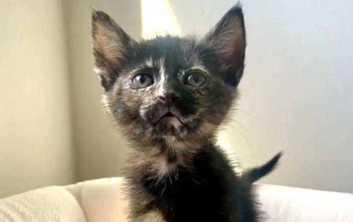 Kitten alert! These friendly little felines are up for adoption