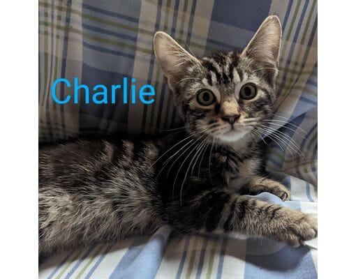 Hello, Charlie! Charlie is a 2 month old black/gray or blue domestic shorthair. He's being cared for Paws on my Heart, Inc. in Carmel. Find out more here: https://www.adoptapet.com/pet/41886177-carmel-indiana-cat