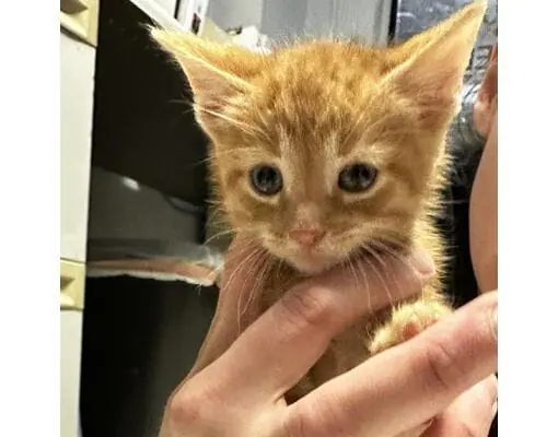 Give a salute to Major Bitty Blue Button! Major is a 2-month-old orange tabby. He's available for adoption at Indianapolis Animal Care Services. Find out more here: https://www.adoptapet.com/pet/41939390-indianapolis-indiana-cat