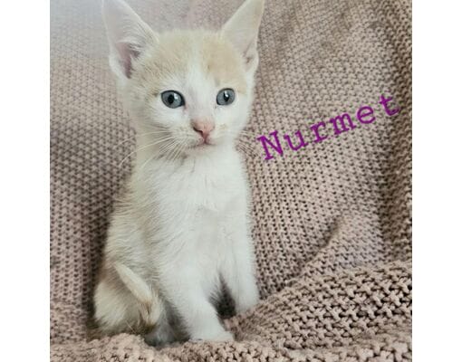 Meet Nurmet! Nurmet is 4 month old fawn/white domestic shorthair. She is available for adoption through Paws on My Heart, Inc. in Carmel. Find out more here: https://www.adoptapet.com/pet/41950731-carmel-indiana-cat