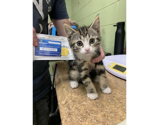 Meet Swiper! Swiper is a 3-month-old domestic shorthair. He's available for adoption at Indianapolis Animal Care Services. Find out more here: https://www.adoptapet.com/pet/41977795-indianapolis-indiana-cat