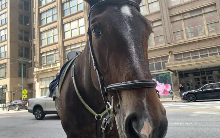 PHOTOS | Meet the IMPD Mounted Patrol Unit 🐴