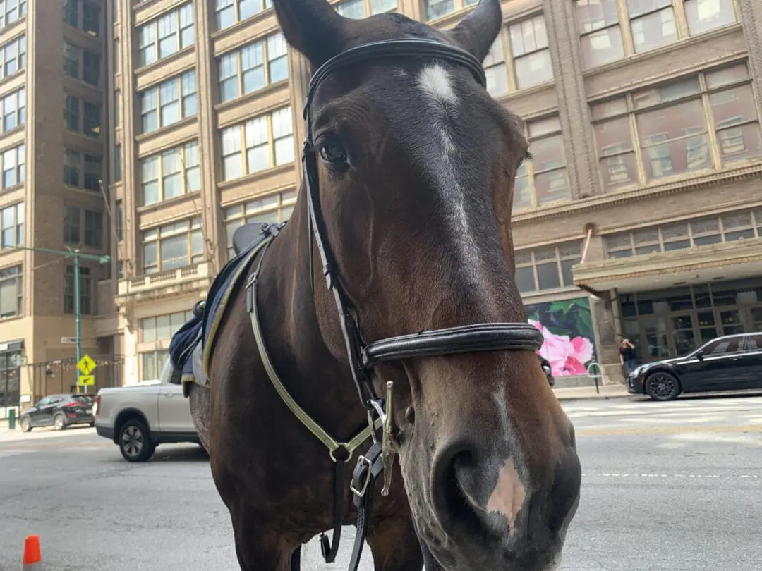 19-year-old Maddie is part of the IMPD Mounted Patrol Unit. Work is underway on a new stable for Maddie and her equine friends, but more funding is needed to finish construction. Visit https://cipf.foundation/buildthebarn/ to learn more or make a donation. (WISH Photo/John LeSage)