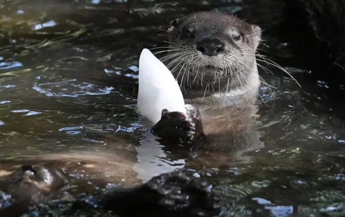 Zoo animals stay cool in summer heat