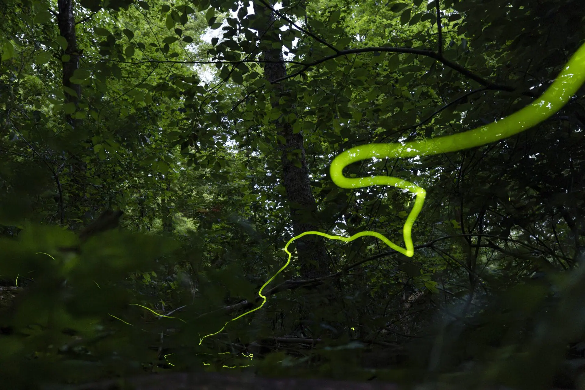 A long, slow-moving trail of light created by a Blue Ghost firefly is visible late Saturday, June 22, 2024, near Cincinnati. Fireflies produce a chemical reaction inside their bodies, allowing them to light up. This type of light production is called bioluminescence. (AP Photo/Carolyn Kaster)