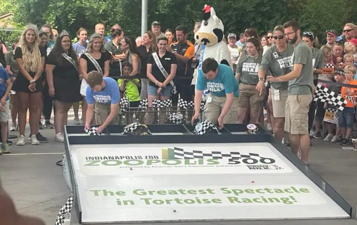 Tortoises, take your marks! See photos of 45th annual Zoopolis 50