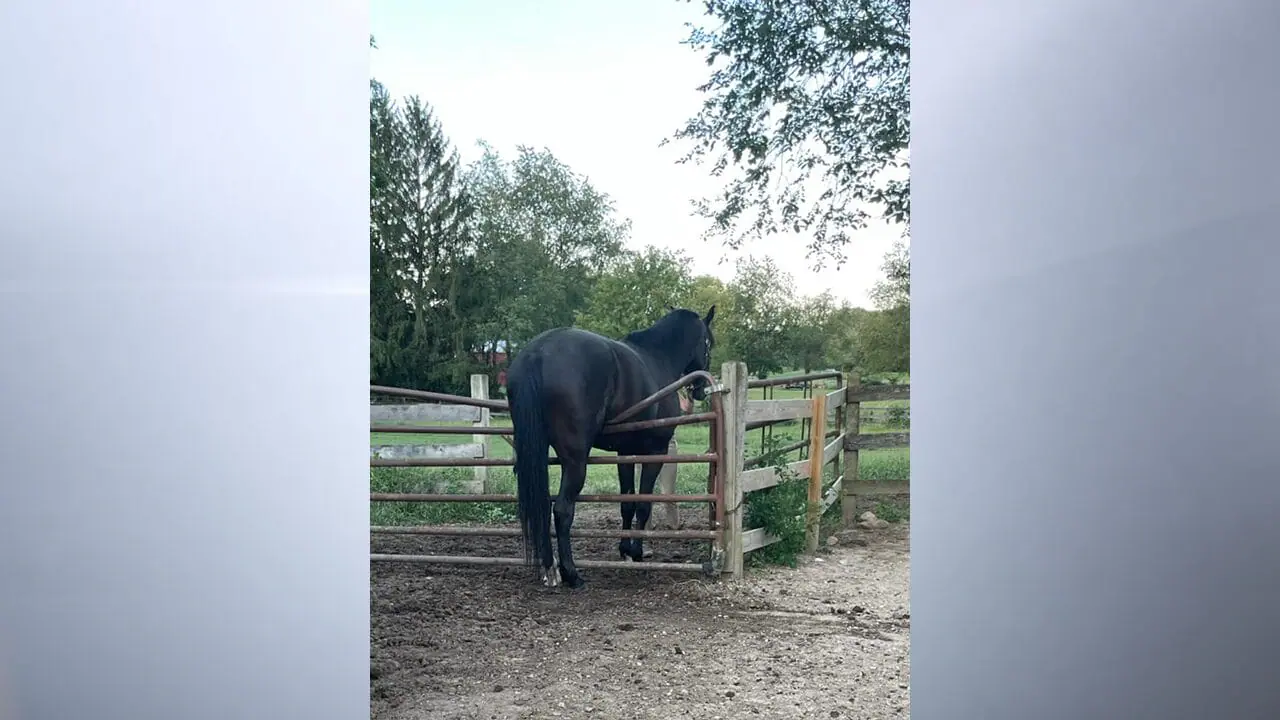 Firefighters in Yorktown weren't horsing around with a horse rescue on Tuesday evening. (Provided photo/Yorktown Fire Department via Facebook)