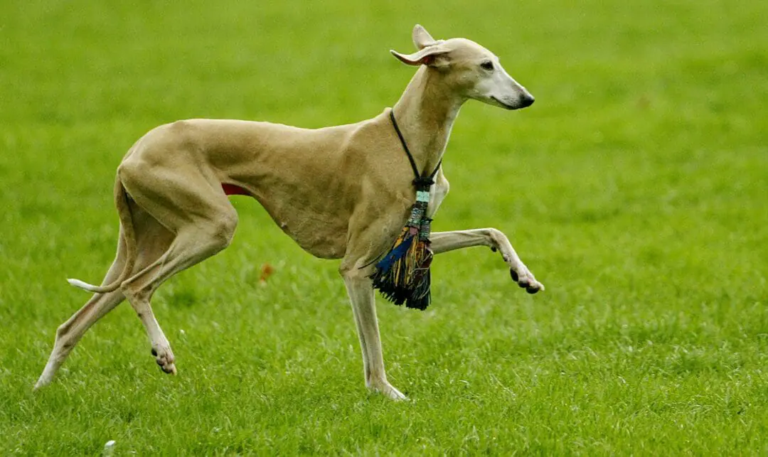 Lisen, a Azawakh breed, runs through Green Park in London where Crufts presented the national launch for the Kennel Club's upcoming Greatest Dog Show in the World 24 February 2004. In the hound group the breed originates from Africa and was developed for speed and staying power in an intensley hot climate and looks similar to a Saluki. AFP PHOTO/Jim WATSON (Photo credit should read JIM WATSON/AFP via Getty Images)