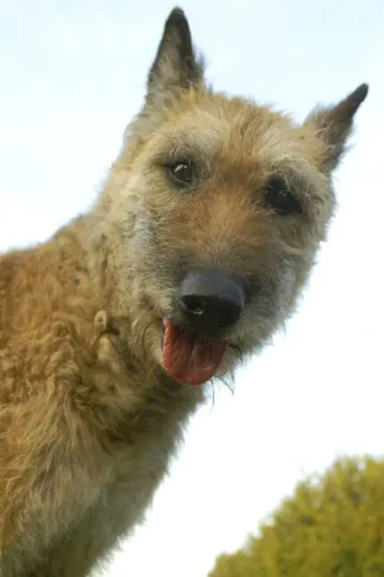 The Belgian Laekenois is ranked No. 195 out of the AKC's 200 most popular dog breeds of 2023. The Laekenois is the rarest of four of the closely related Belgian herders -- the Belgian Sheepdog, Malinois, Tervuren, and Lakenois. Although observant with strangers, the breed is friendly and loving with those they know well. (Photo by BSIP/Universal Images Group via Getty Images)