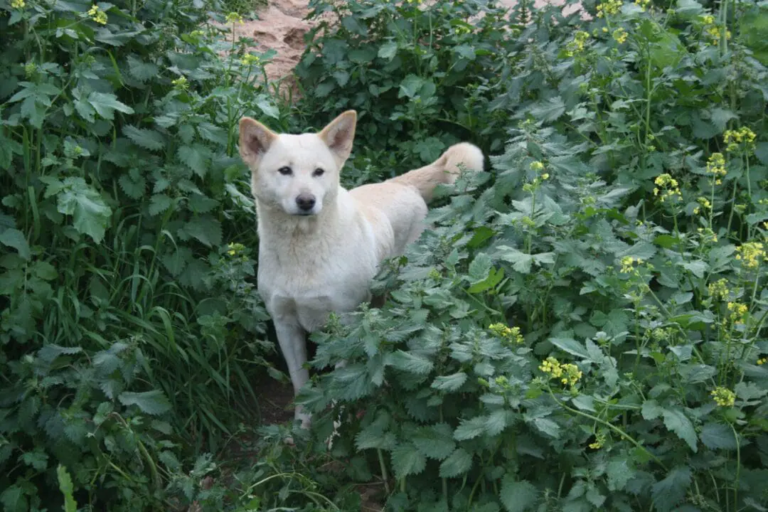 : Adult Canaan dog at Sha'ar Hagai Kennels is pictured here on March 11, 2012. Sha'ar Hagai Kennels is located in Sha'ar Hagai, Israel between Jerusalem and Tel Aviv. Canaan dogs have long lived at the edges of civilization in the land that is now Israel, but starting in the 1930s they were employed in a number of capacities by the Jewish immigrants, from work in landmine detection units for the nascent Jewish forces to guard dogs for the new settlers. (Photo by Nicolas Brulliard for the Washington Post.)