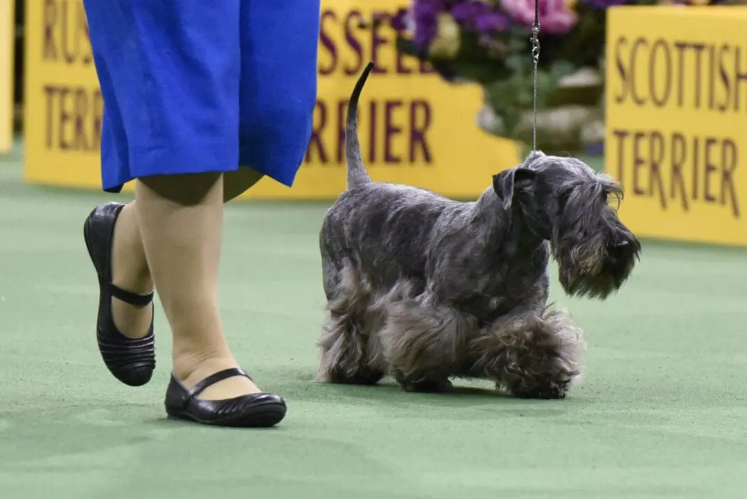 A Cesky Terrier competes in the Terrier Group during the second day of competition at the 140th Annual Westminster Kennel Club Dog Show at Madison Square Garden on February 16, 2016 in New York City. Photo by Matthew Eisman/Getty Images)