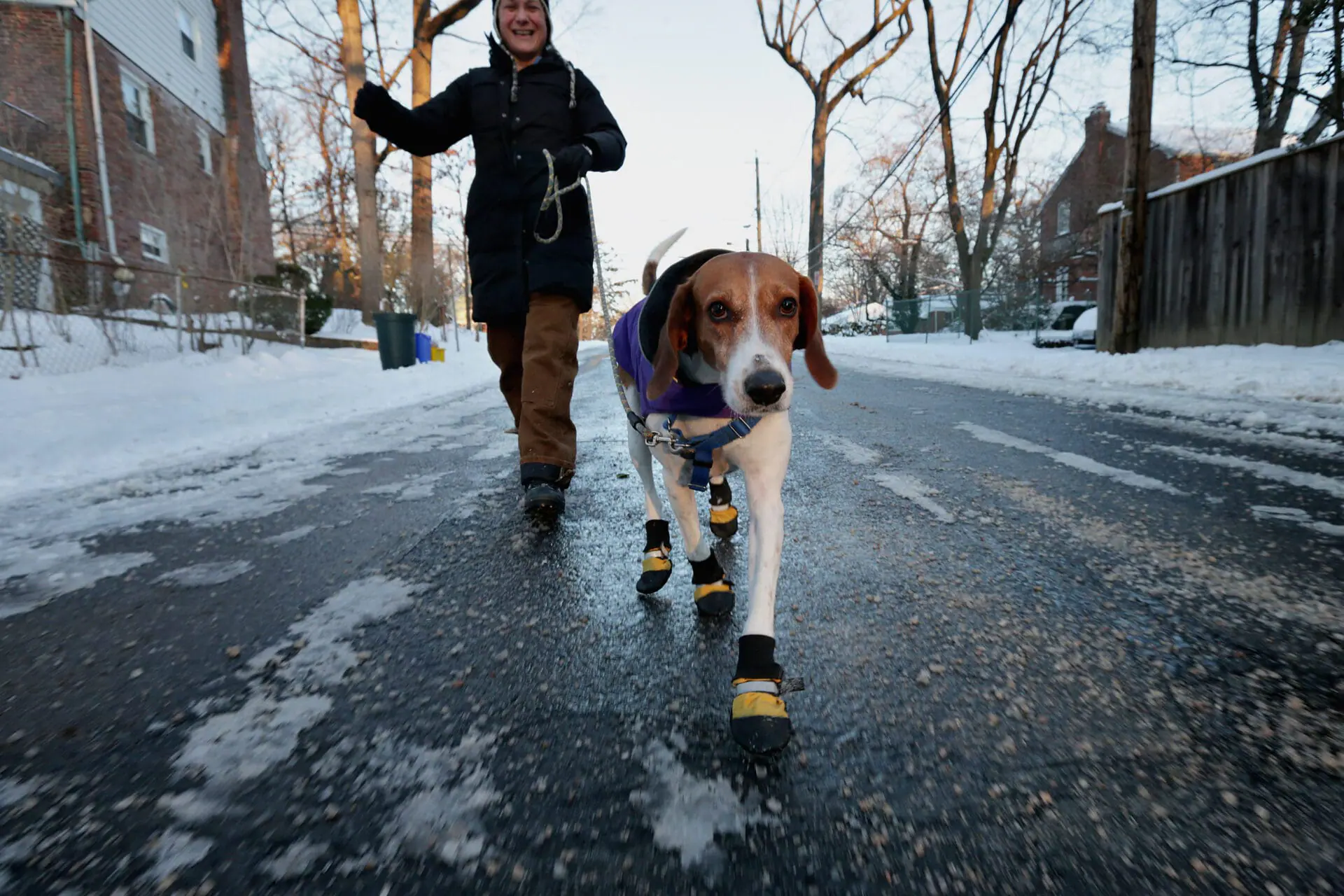 WASHINGTON, DC - JANUARY 22: English foxhound 'Braxton' wears boots to protect his paws from ice melting chemicals during his morning walk as the temperature hovers in the single-digits Fahrenheit January 22, 2014 in Washington, DC. After four inches of snow fell on some places in the capital area, the federal government delayed the start of the work day by two hours as most schools remained closed. (Photo by Chip Somodevilla/Getty Images)