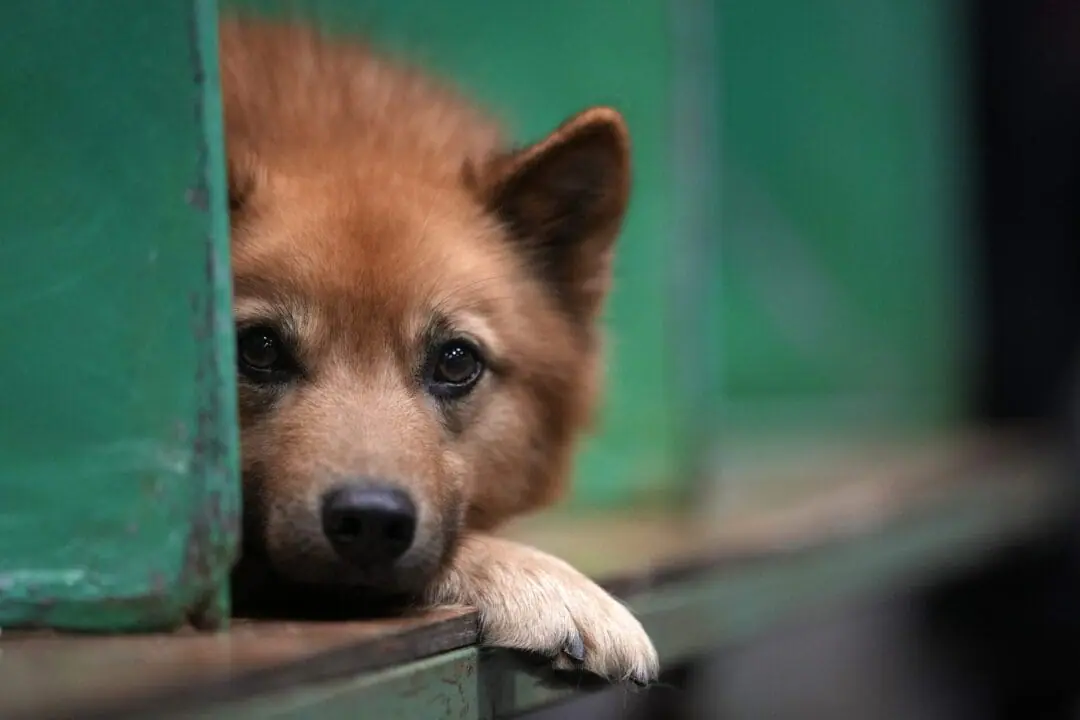 BIRMINGHAM, ENGLAND - MARCH 11: A Finnish Spitz rests in its kennel on day three of Crufts at the NEC Arena on March 11, 2023 in Birmingham, England. Billed as the greatest dog show in the world, the Kennel Club event sees dogs from across the world competing for the coveted Best in Show. (Photo by Christopher Furlong/Getty Images)