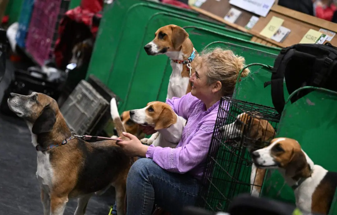 BIRMINGHAM, ENGLAND - MARCH 11: A woman surrounded with Harrier dogs on day two of Crufts 2022 at National Exhibition Centre on March 11, 2022 in Birmingham, England. Crufts returns this year after it was cancelled last year due to the Coronavirus pandemic. 20,000 competitors will take part with one eventually being awarded the Best In Show Trophy. (Photo by Katja Ogrin/Getty Images)