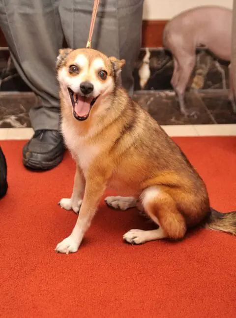 Eowyn, a Norwegian Lundehund attends American Kennel Club Announces Most Popular Dogs for 2010 at American Kennel Club Offices on January 26, 2011 in New York City. (Photo by Gary Gershoff/Getty Images for American Kennel Club)