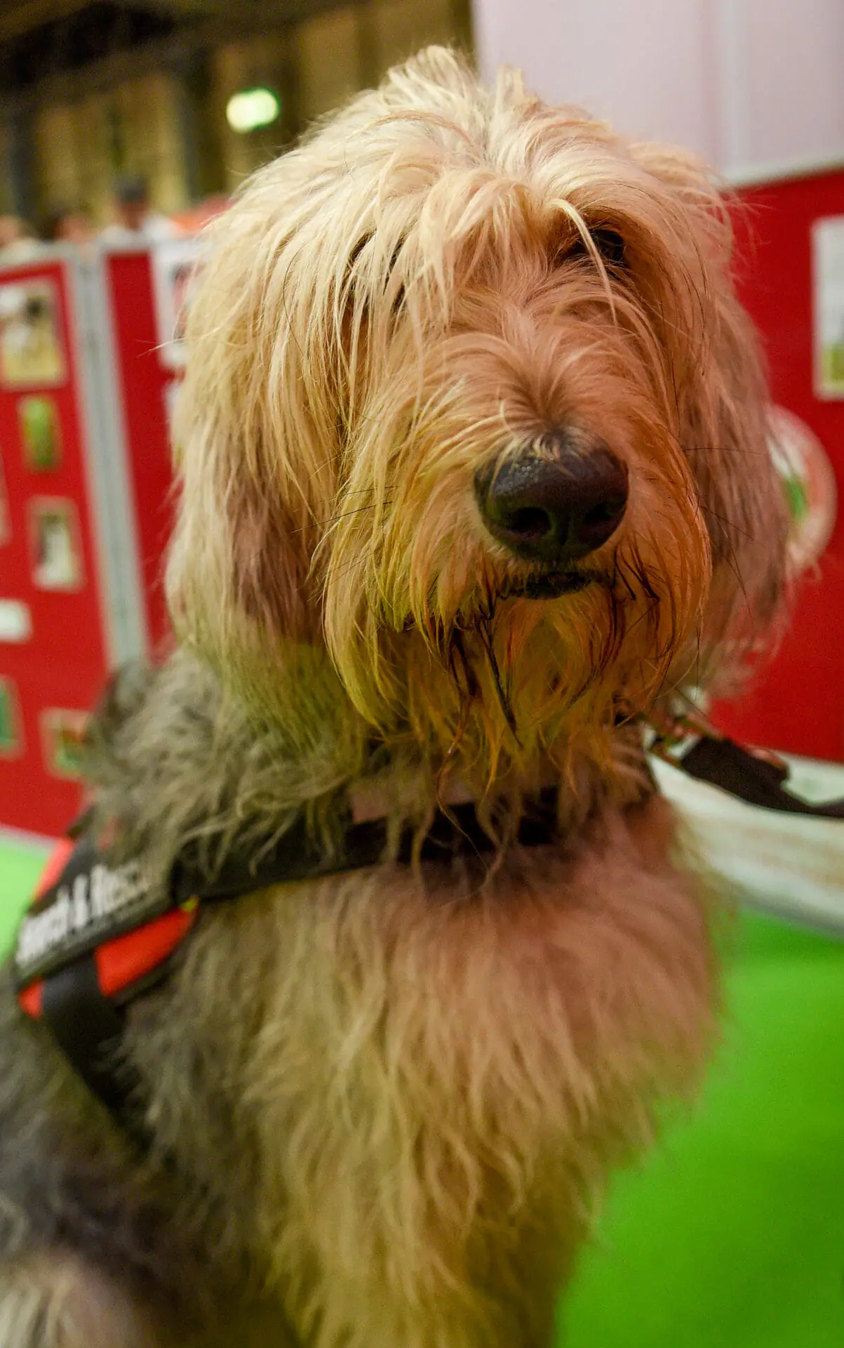 BIRMINGHAM, ENGLAND - NOVEMBER 03: Ivy of Otterhound Search Dogs at The National Pet Show at NEC Arena on November 03, 2018 in Birmingham, England. (Photo by Shirlaine Forrest/WireImage)