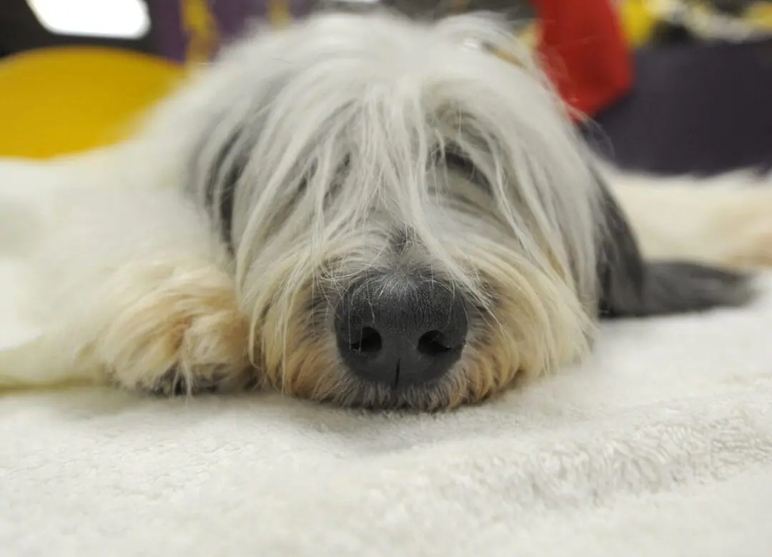 A Polish Lowland Sheepdog rests backstage during the first day of the 134th Westminster Kennel Club Dog Show at Madison Square Garden in New York, February 15, 2010. The country's premier dog show runs for two days. AFP PHOTO/TIMOTHY A. CLARY (Photo credit should read TIMOTHY A. CLARY/AFP via Getty Images)