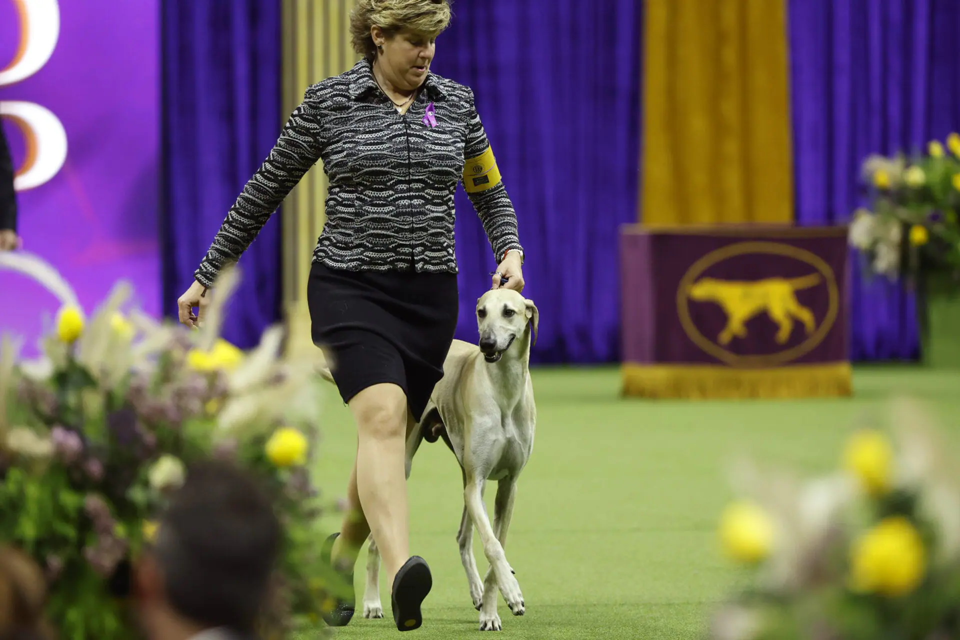 NEW YORK, NEW YORK - MAY 08: A Sloughi competes in the 147th Annual Westminster Kennel Club Dog Show Presented by Purina Pro Plan at Arthur Ashe Stadium on May 08, 2023 in New York City. (Photo by Sarah Stier/Getty Images for Westminster Kennel Club)