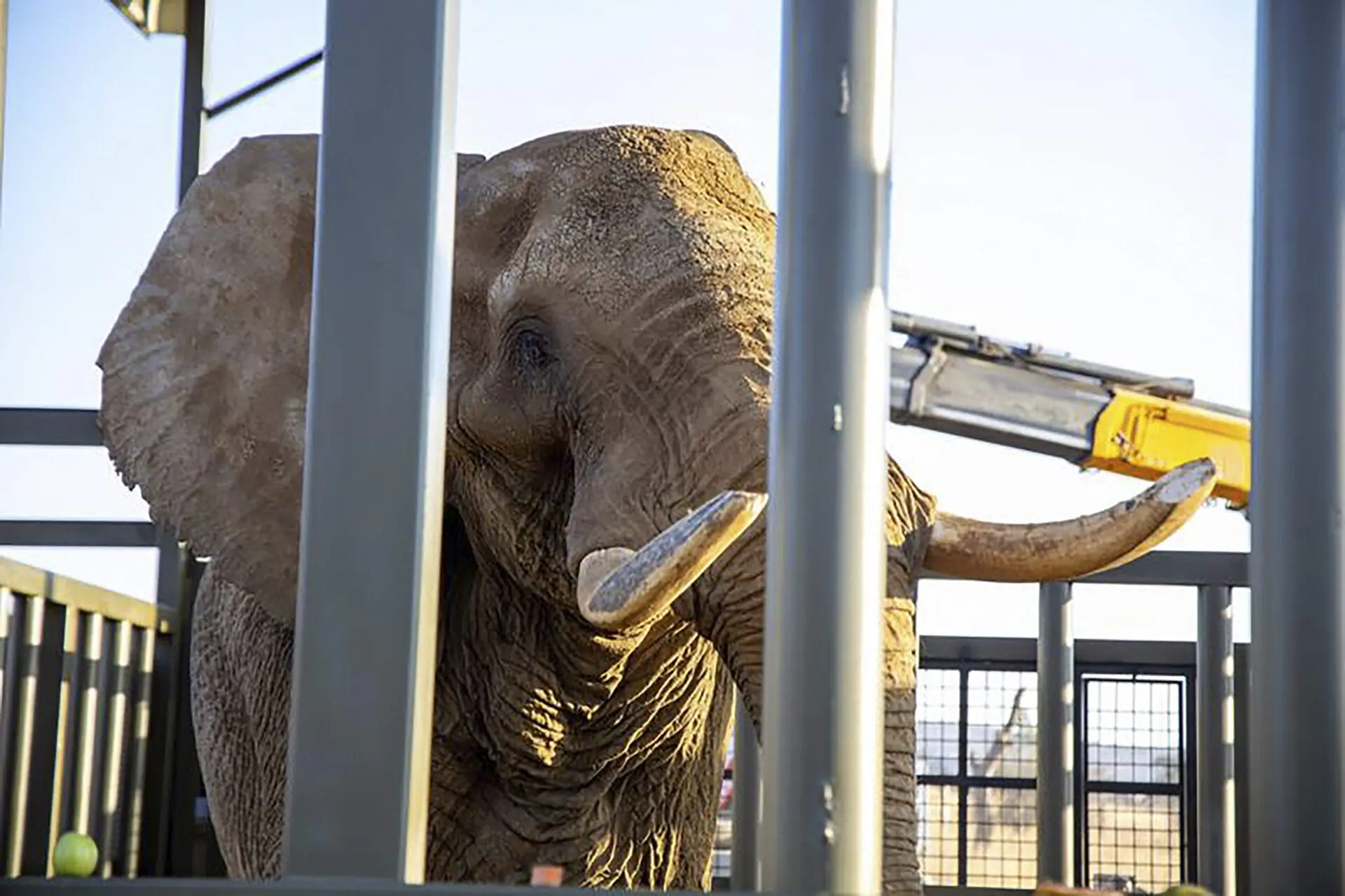 In this photo supplied by Four Paws, Charley, an ageing four-ton African elephant, enters his adaption enclosure to acclimatise, at the Shambala Private Game Reserve, South Africa, Monday, Aug. 19, 2024, after being transported from Pretoria's National Zoological Gardens. (Four Paws via AP)