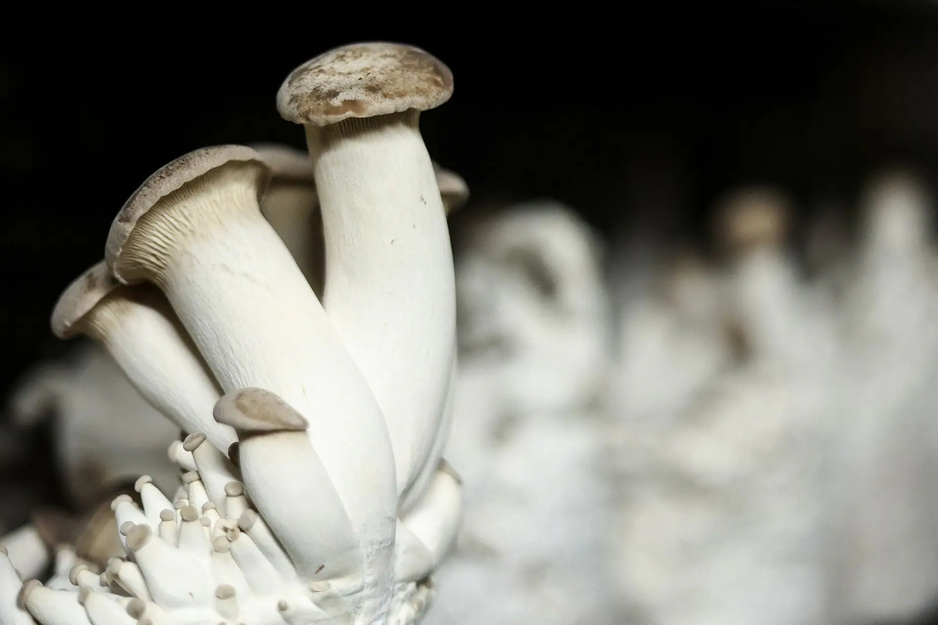 Researchers harnessed the electrical signals made by the rootlike structures, or mycelium, of the king oyster mushroom (Pleurotus eryngii) and its sensitivity to light to control two robots. (Provided Photo/Kenzo Tribouillard/AFP/Getty Images/FILE via CNN Newsource)