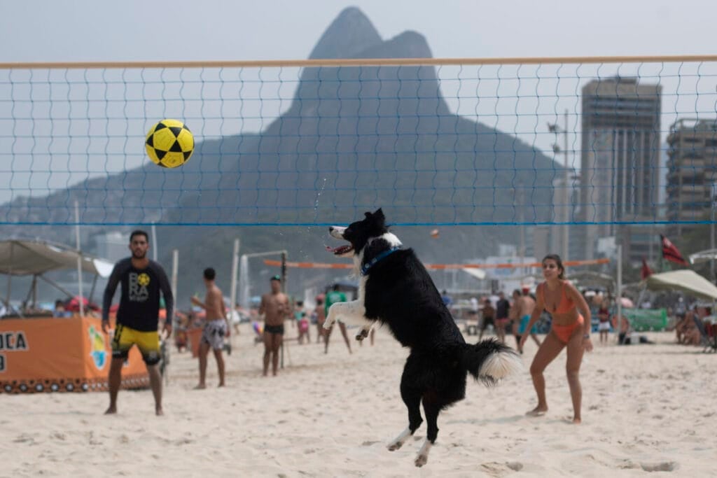 The border collie named Floki plays footvolley, a combination of soccer and volleyball, on Leblon beach in Rio de Janeiro, Sunday, Sept. 8, 2024. (AP Photo/Bruna Prado)