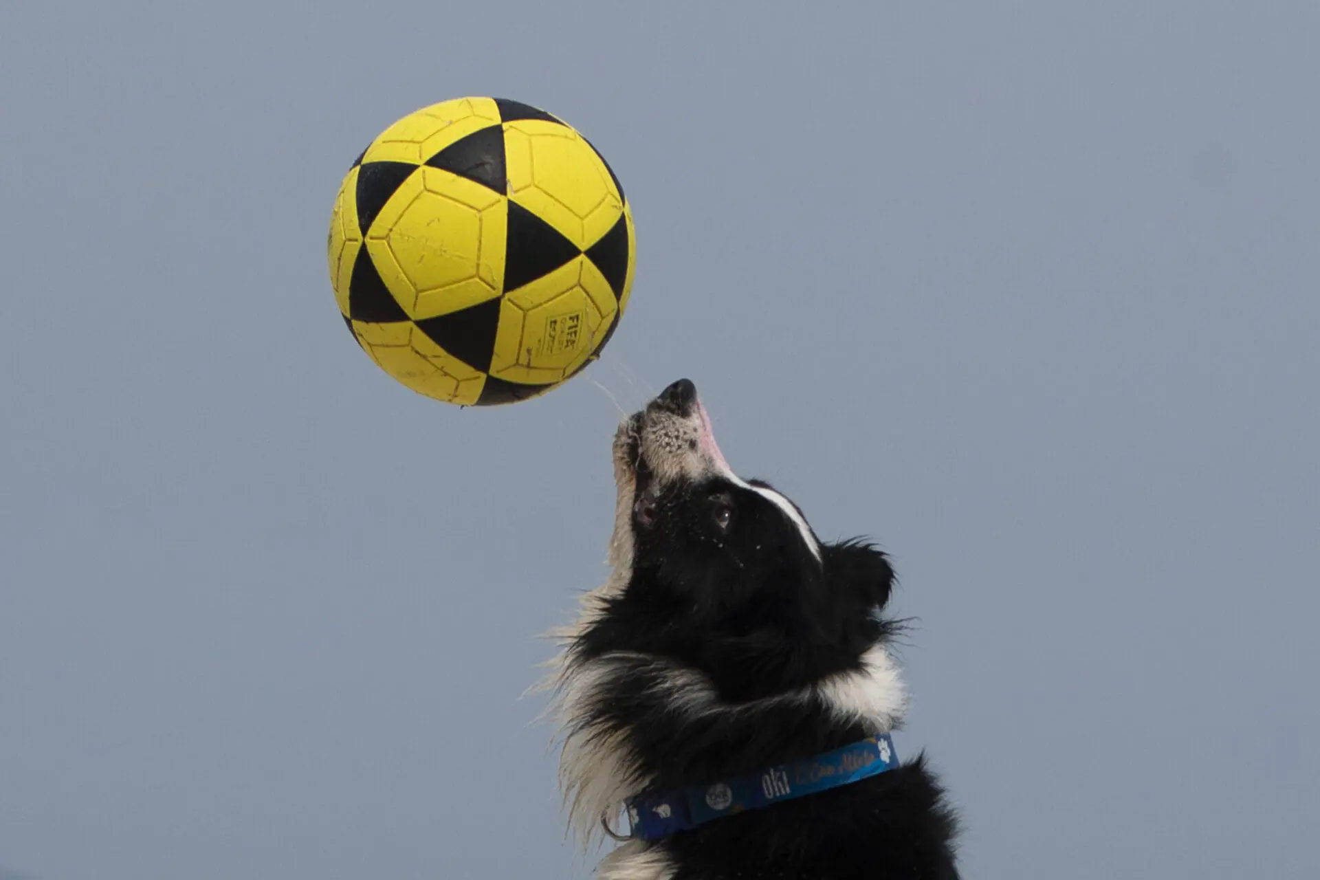 The border collie named Floki plays footvolley, a combination of soccer and volleyball, on Leblon beach in Rio de Janeiro, Sunday, Sept. 8, 2024. (AP Photo/Bruna Prado)