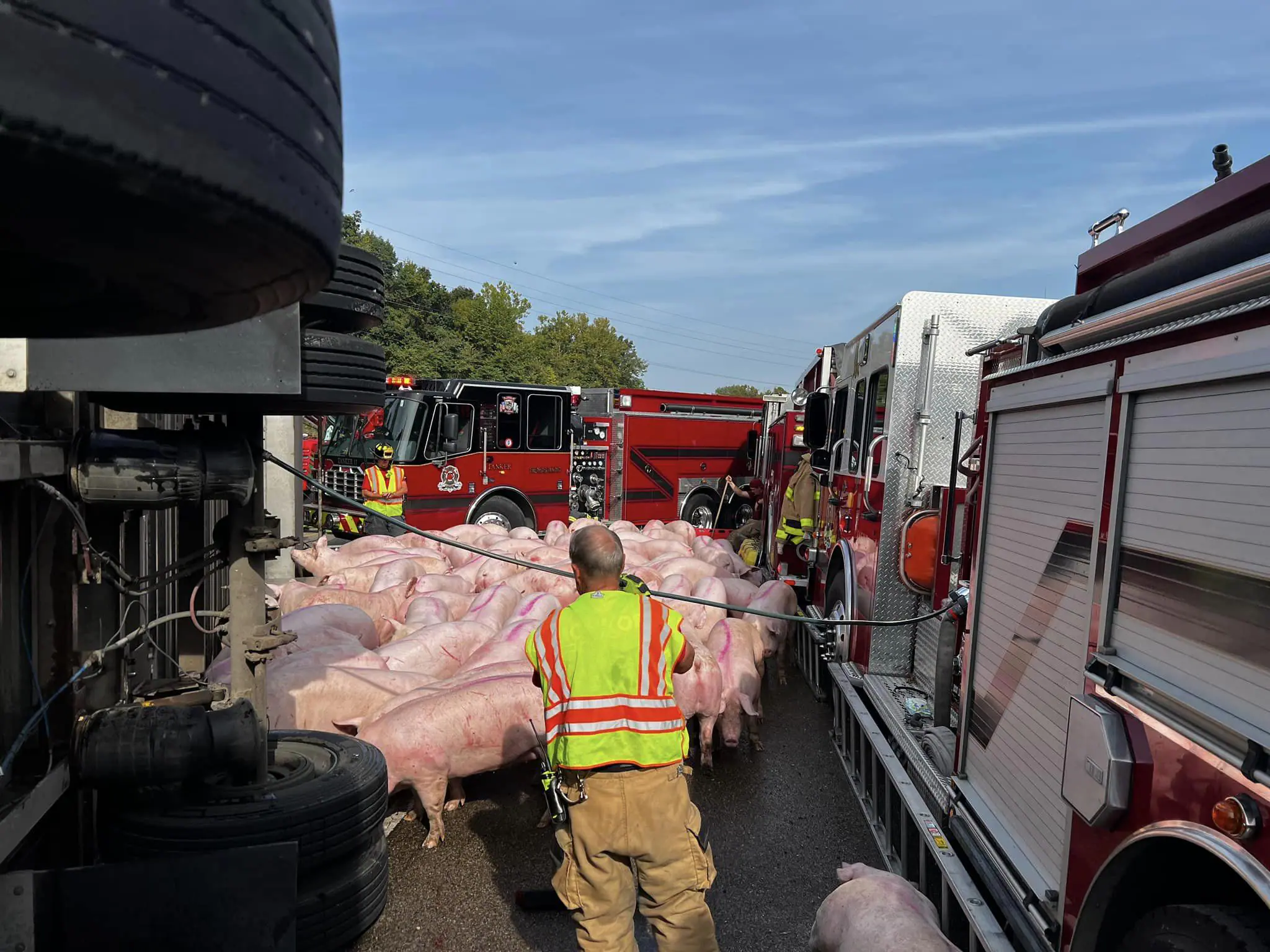 Nearly 150 pigs had to be rescued after the semitrailer carrying them crashed and overturned in Monroe County just south of Bloomington on Sept. 12, 2024. (Provided Photo/Monroe Fire Protection District)