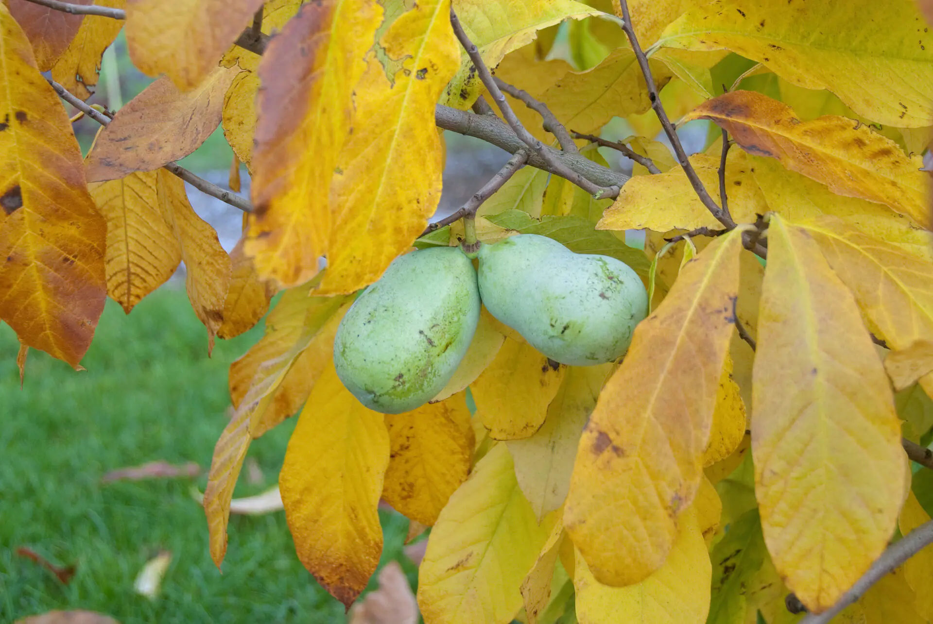 The pawpaw (Asimina triloba 'Overlese'), or the Indiana banana. (Provided Photo/Hans-Roland Mueller/McPhoto/ullstein bild via Getty Images)