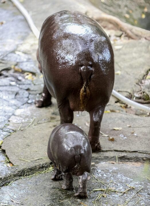 A female dwarf hippopotamus named 