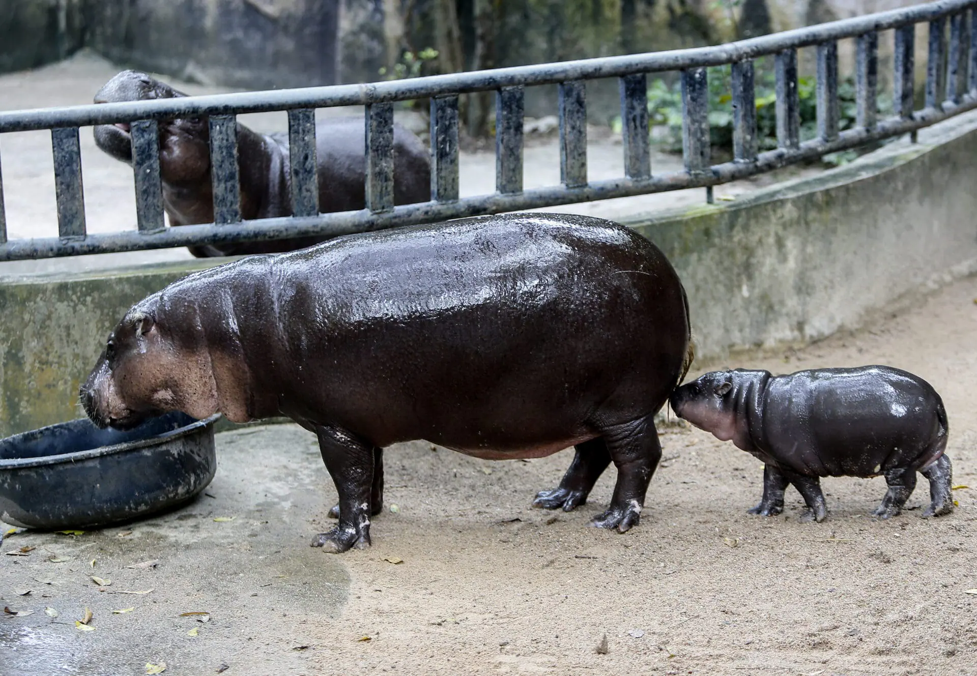 A female dwarf hippopotamus named 