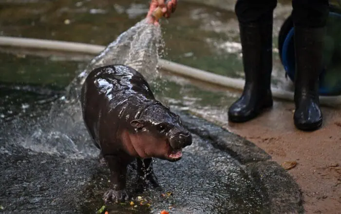 Meet Moo Deng, the world’s most popular baby hippo!🦛