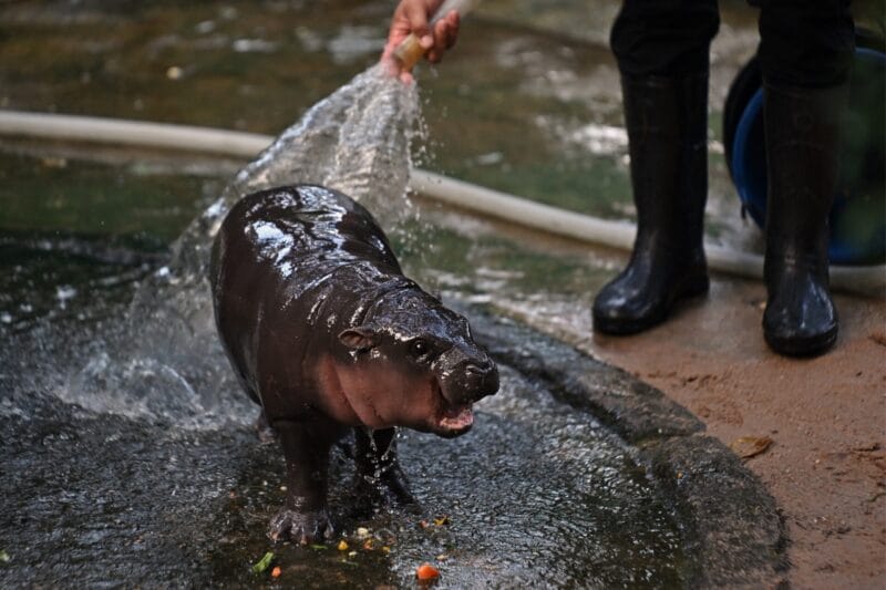 Moo Deng, a two-month-old female pygmy hippo who has recently become a viral internet sensation, is showered by a zookeeper at Khao Kheow Open Zoo in Chonburi province on September 15, 2024. (Photo by LILLIAN SUWANRUMPHA/AFP via Getty Images)