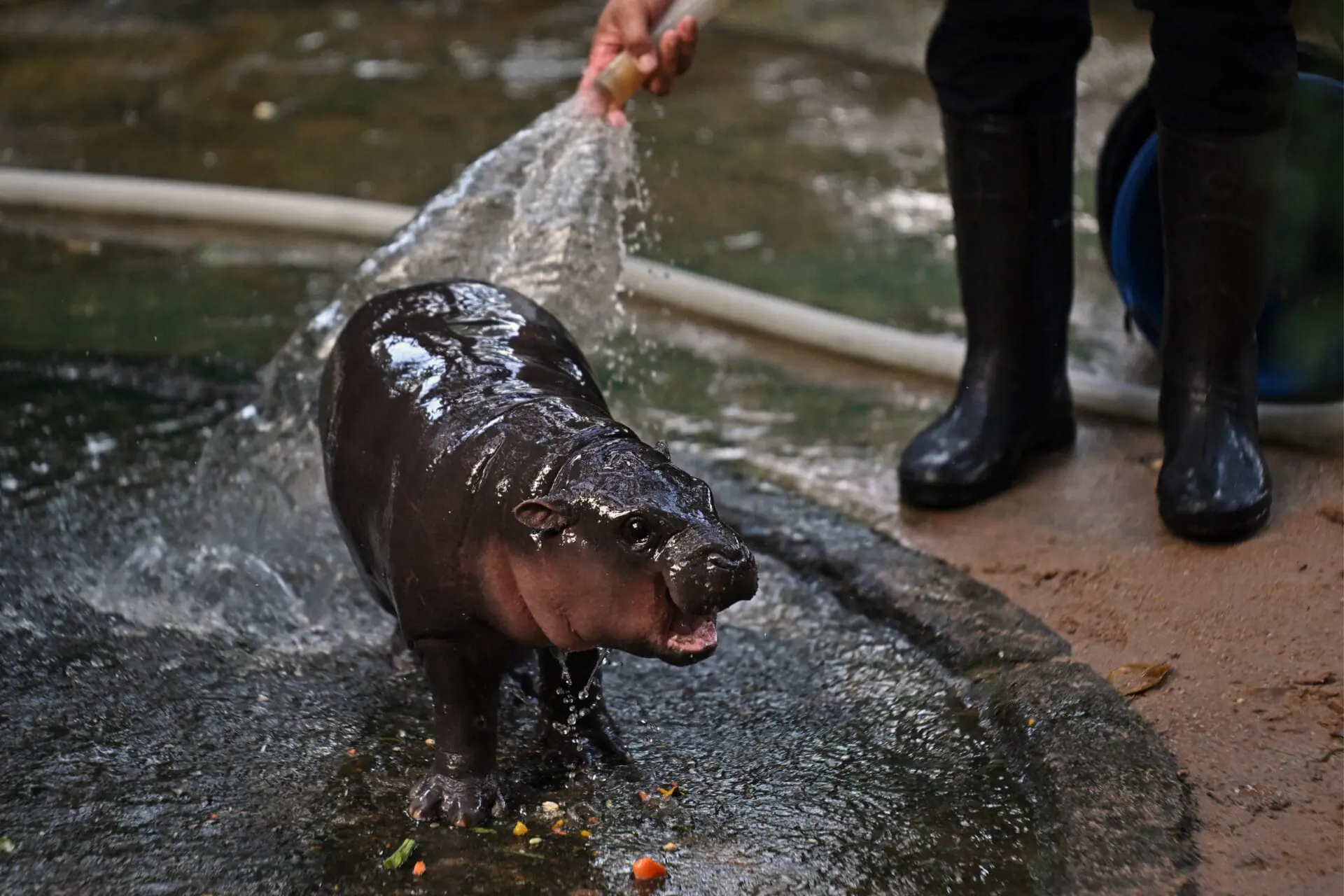 Moo Deng, a two-month-old female pygmy hippo who has recently become a viral internet sensation, is showered by a zookeeper at Khao Kheow Open Zoo in Chonburi province on September 15, 2024. (Photo by LILLIAN SUWANRUMPHA/AFP via Getty Images)