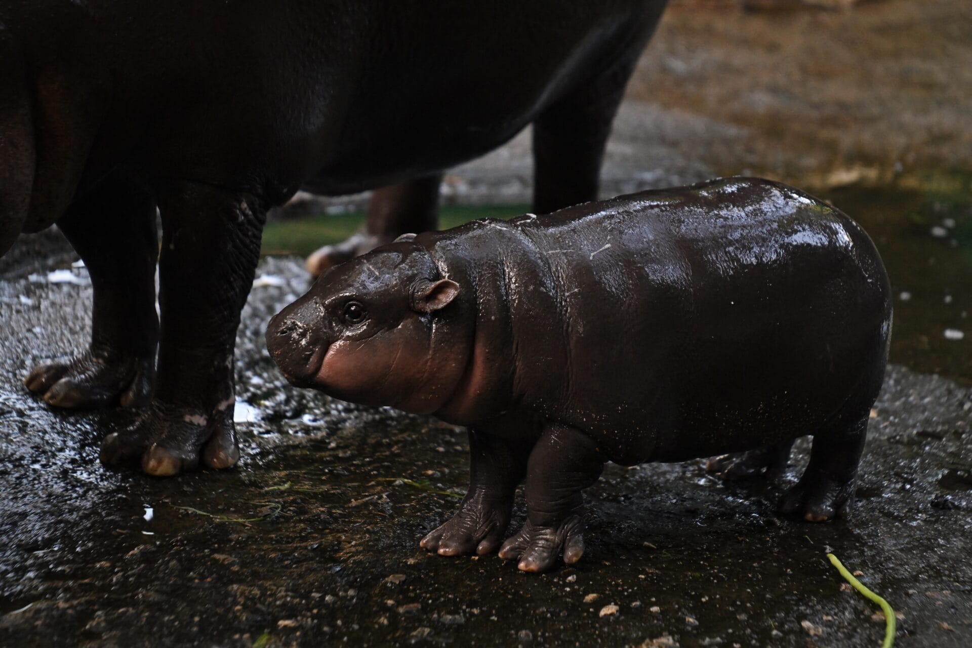 Moo Deng, a two-month-old female pygmy hippo who has recently become a viral internet sensation, stands next to her mother Jona, 25, at Khao Kheow Open Zoo in Chonburi province on September 15, 2024. (Photo by Lillian SUWANRUMPHA / AFP) (Photo by LILLIAN SUWANRUMPHA/AFP via Getty Images)