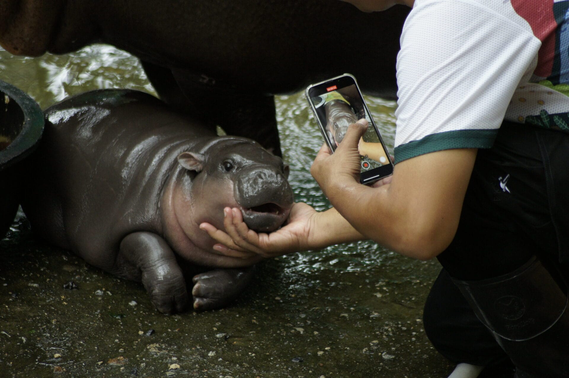 18 September 2024, Thailand, Bang Phra: Two-month-old pygmy hippo Moo Deng is seen with her keeper in an enclosure at Khao Kheow Open Zoo. The cute hippo girl has become an internet sensation in Thailand and other Asian countries because of her funny faces. Visitor numbers to the zoo have doubled since its birth in July. Photo: Carola Frentzen/dpa (Photo by Carola Frentzen/picture alliance via Getty Images)