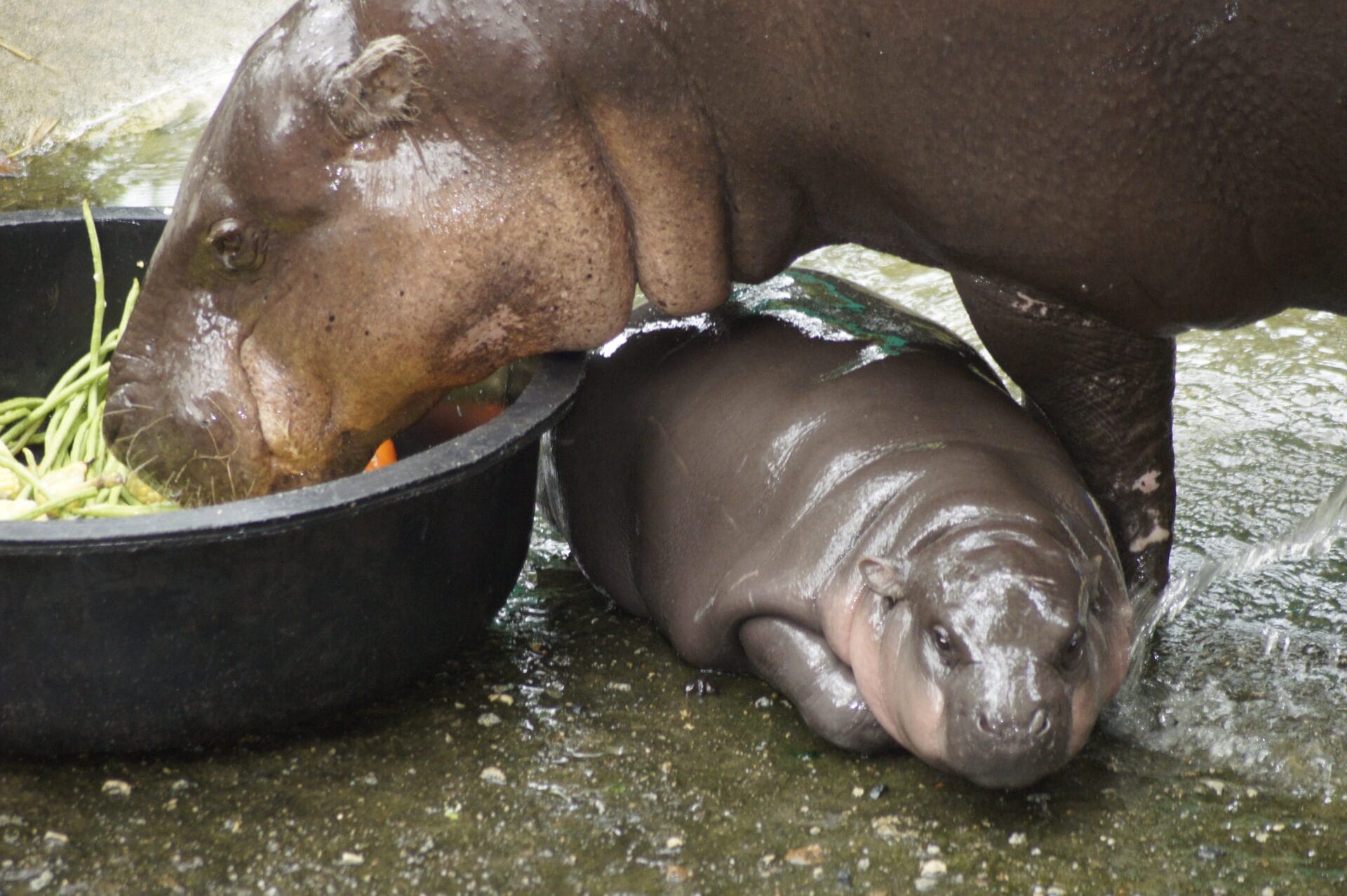 Two-month-old pygmy hippo Moo Deng is seen with her mother Jona in an enclosure at Khao Kheow Open Zoo. The cute little hippo has become an internet sensation in Thailand and other Asian countries. (Photo by Carola Frentzen/picture alliance via Getty Images)