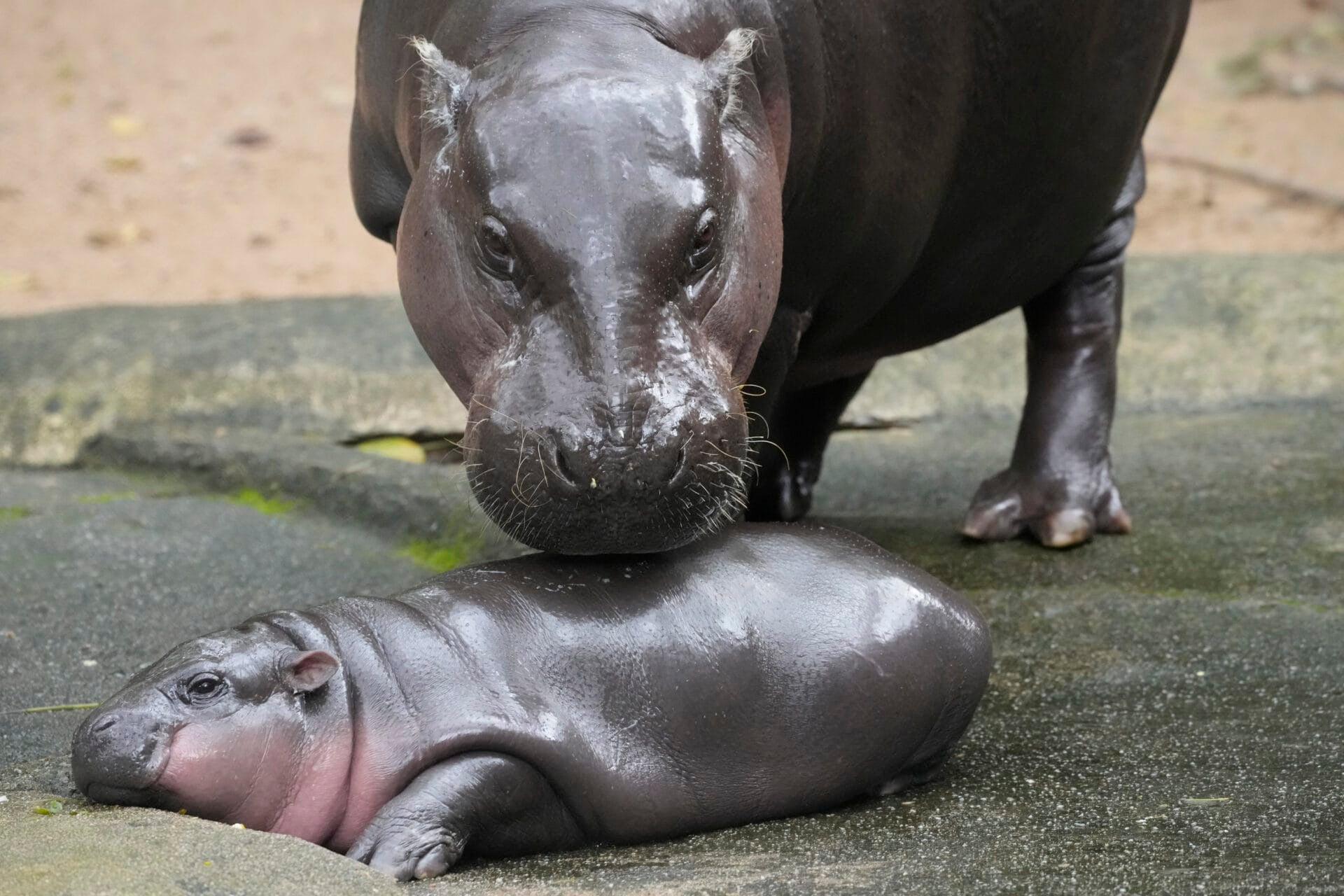 Two-month-old baby hippo Moo Deng and her mother Jona are seen at the Khao Kheow Open Zoo in Chonburi province, Thailand, Thursday, Sept. 19, 2024. (AP Photo/Sakchai Lalit)