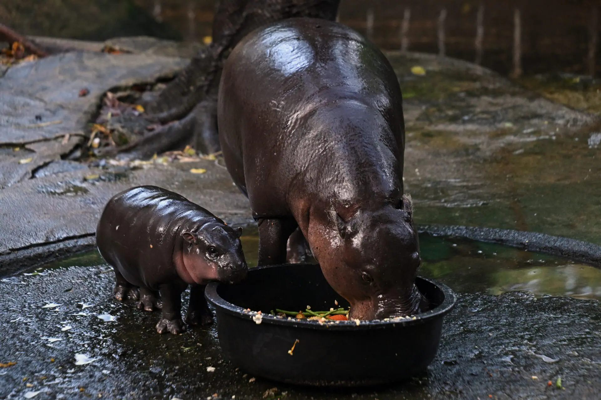 Moo Deng, a two-month-old female pygmy hippo who has recently become a viral internet sensation, watches her mother Jona, 25, eating at Khao Kheow Open Zoo in Chonburi province on September 15, 2024. (Photo by Lillian SUWANRUMPHA / AFP) (Photo by LILLIAN SUWANRUMPHA/AFP via Getty Images)