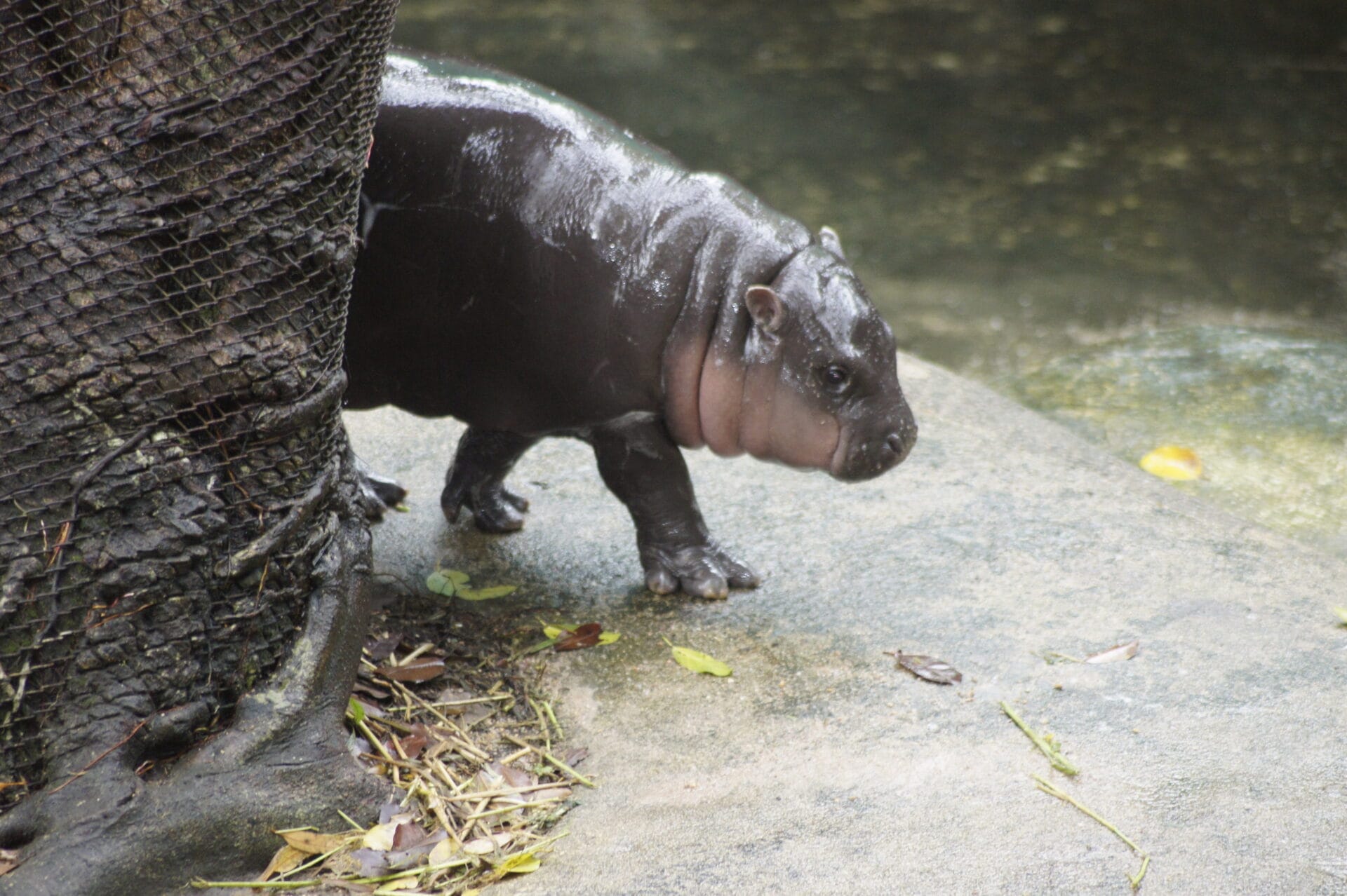 Two-month-old pygmy hippo Moo Deng is seen in an enclosure at Khao Kheow Open Zoo. The cute little hippo has become an internet sensation in Thailand and other Asian countries. The zoo's visitor numbers have doubled since its birth in July. Photo: Carola Frentzen/dpa (Photo by Carola Frentzen/picture alliance via Getty Images)