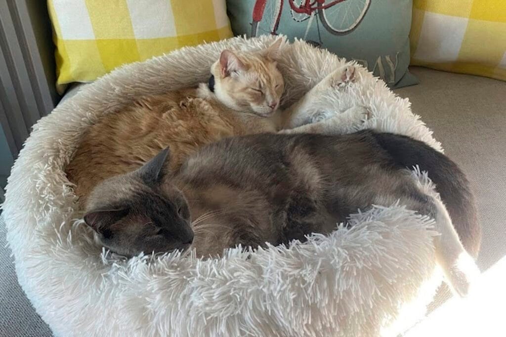 This photograph provided by Susanne Anguiano shows her cats Rayne Beau and Starr Jasmyn snuggling in Salinas, Calif., Sept. 10, 2024. During a road trip to Yellowstone National Park in June, Rayne Beau ran away from Anguiano's camper and his owners were unable to find him. Two months and nearly 900 miles later, the cat was found back in California and was reunited with his family. (Susanne Anguiano via AP)