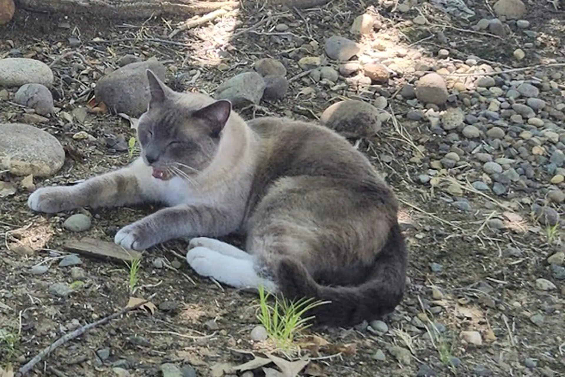 In this photograph provided by Alexandra Betts, the cat, Rayne Beau, is seen eating food provide by Betts in Roseville, Calif., in Aug. 2024. During a road trip to Yellowstone National Park in June, Rayne Beau ran away from his California owners' camper and ran into the woods. Two months and nearly 900 miles later, the cat was found by Betts back in California and was later reunited with his family. (Alexandra Betts via AP)